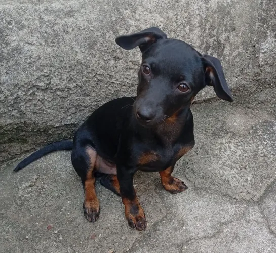 Pinsher mini 1 original,5 meses, vacinado e vermifugado 