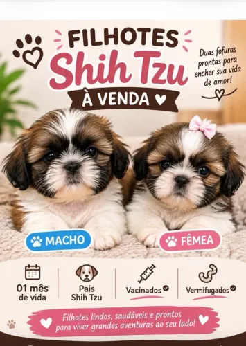 Vendo filhote de Shih Tzu