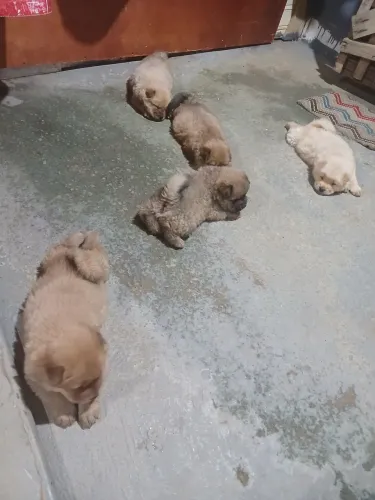 Chow chow língua roxa pai e mãe no local