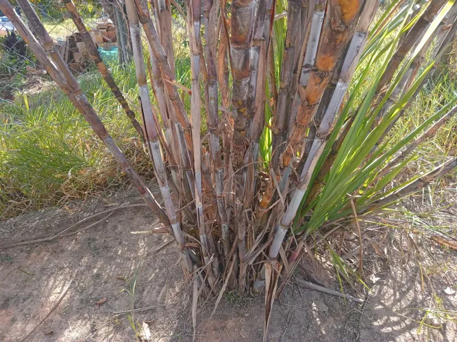 Vendo Canas de Açúcar para fazer garapa