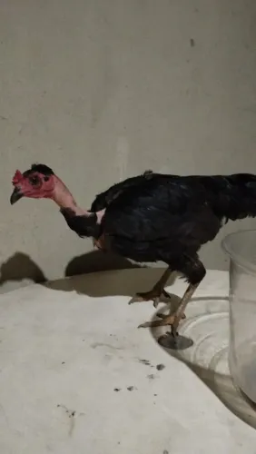 Galinha caipira
