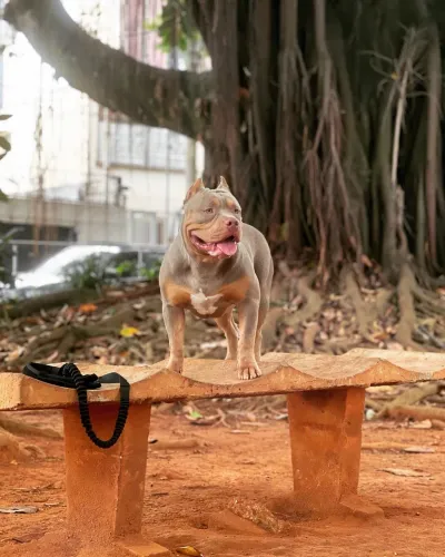 American Bully