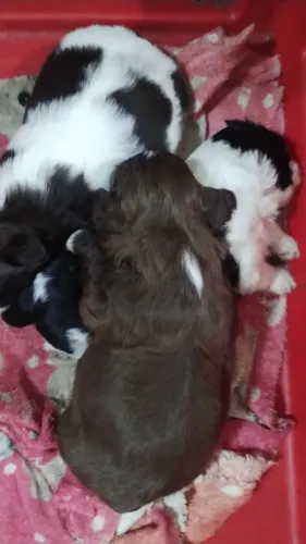 Filhotes de Shih Tzu a pronta entrega temos loja física, damos suporte pós venda