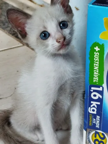 Gatinha filhote fêmea linda e dócil