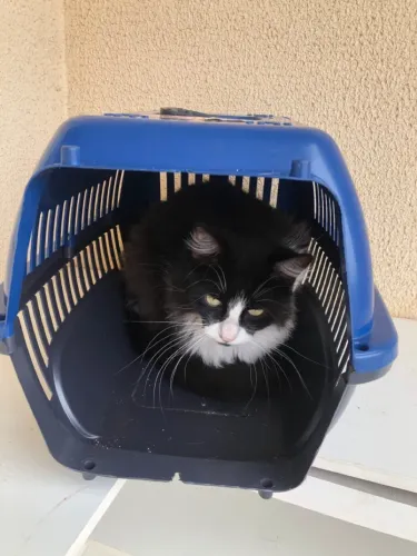 Doa se gatinhos castrado 3 fêmeas 1 macho