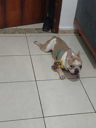 Buldogue francês 