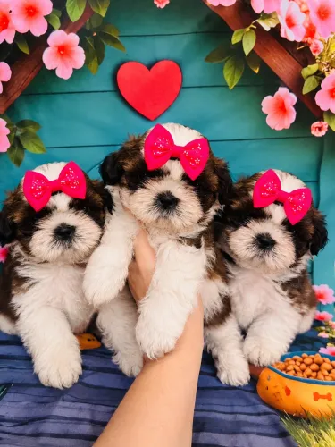 Shih tzu belas fêmeas ideal para apartamento e criança