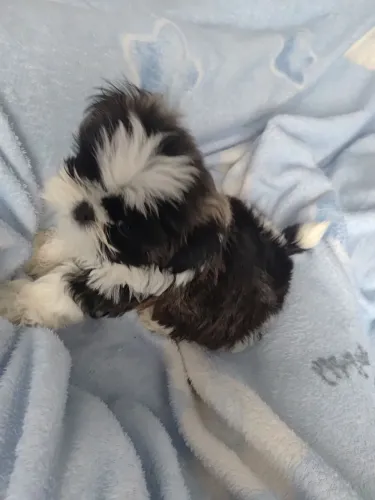 Filhote Shih Tzu Macho, raça pura