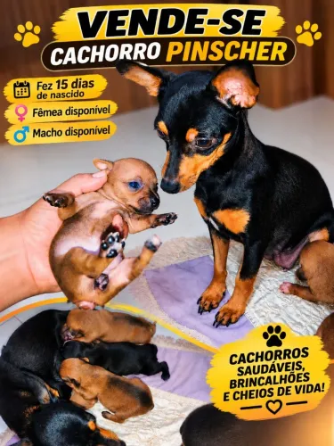 Vende-se filhotes de pinscher número 1 .com 15 dias de nascidos