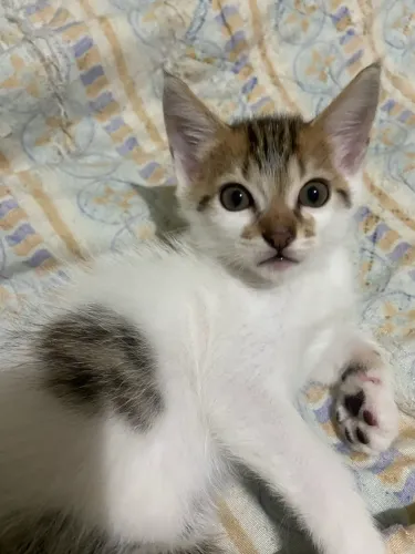 Gatinho macho disponível para doação