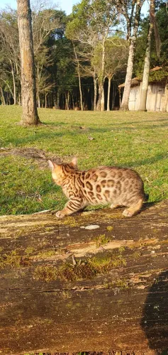 Gato bengal 