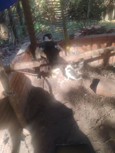 Patos 