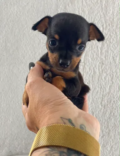 Pinscher fêmea 00