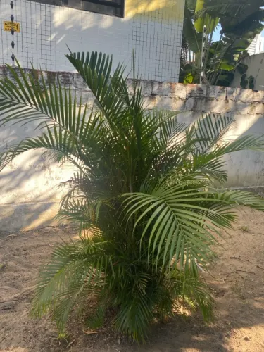 Palmeira are a bambu 3 mts , tem duas.