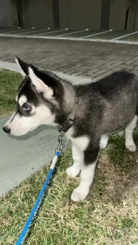 Husky Siberiano filhote