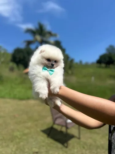 Lulu da pomerania anao   Spitz Alemão Filhote 1900 Inicial Macho Confira