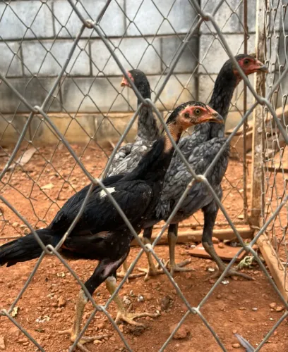 Franguinhos índio os 3 por 140 reais