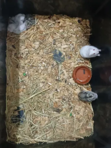 Hamisters