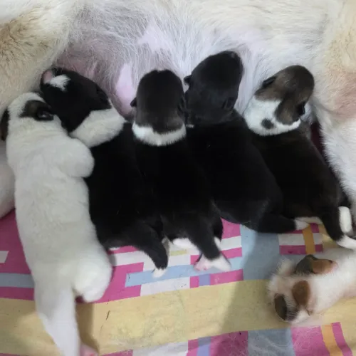 Filhotes Akita Americano 