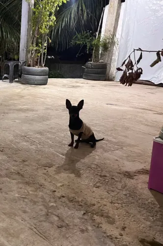 Pinscher para doação