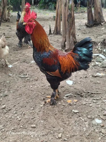 Galo e Galinha da raça Brahma
