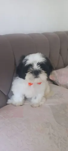 Shih Tzu machinho com 3 meses a pronta entrega 1,200 muito carinhoso e calmo *