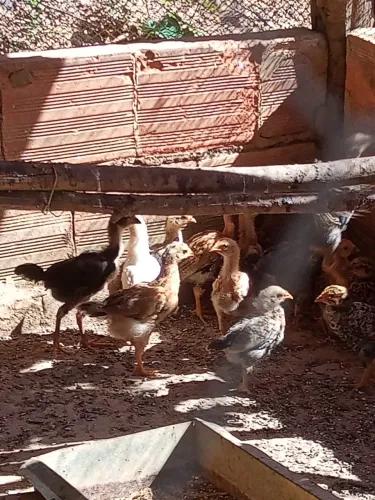 Vendo pintinhos caipira