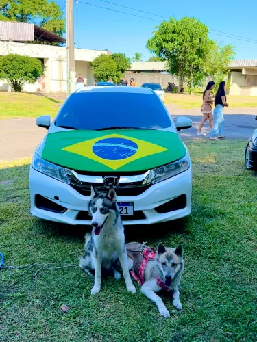 Filhote Husky Siberiano