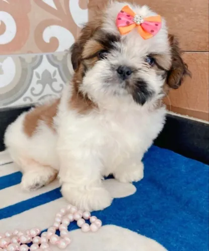 Baby shih tzu/shitzu linhagem selecionada saudável com contrato venda