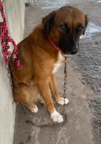 VENDE-SE CACHORRO MACHO 