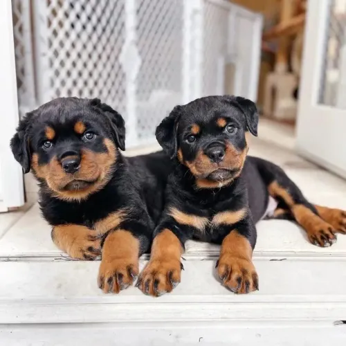 Rottweiler - Um Craque Esperando Uma Nova Torcida