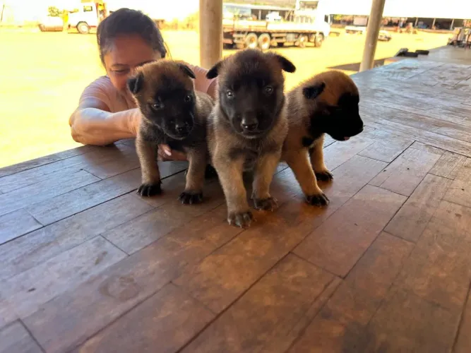 Pastor malinois