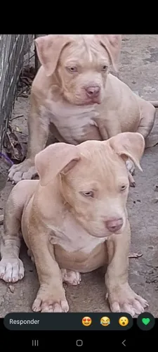 Pitmonsters