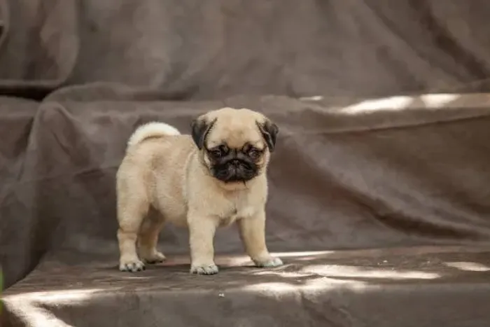 Pug Filhote Pronto Para Fazer Parte da Sua História