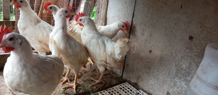 Frangos 