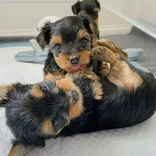 York peludinho hoje pra te fazer feliz micro macho 