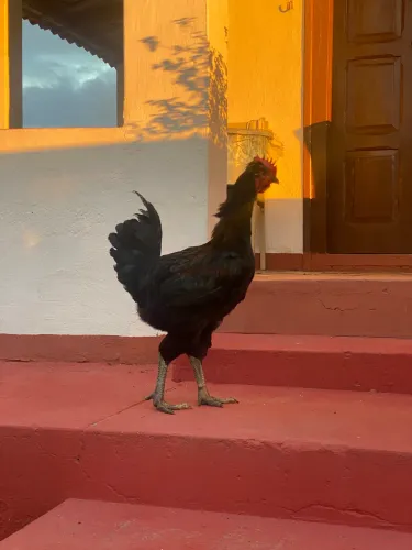 Frango GSB 4 meses
