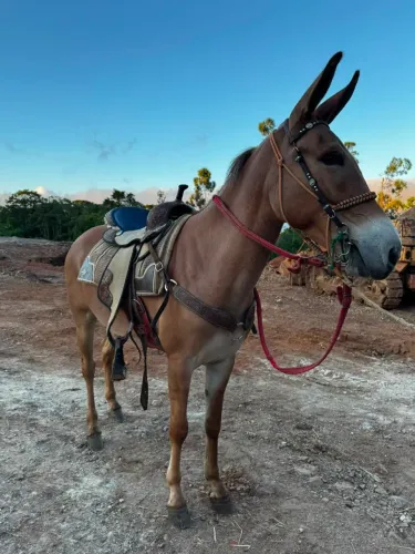 Burro burrao de patrão