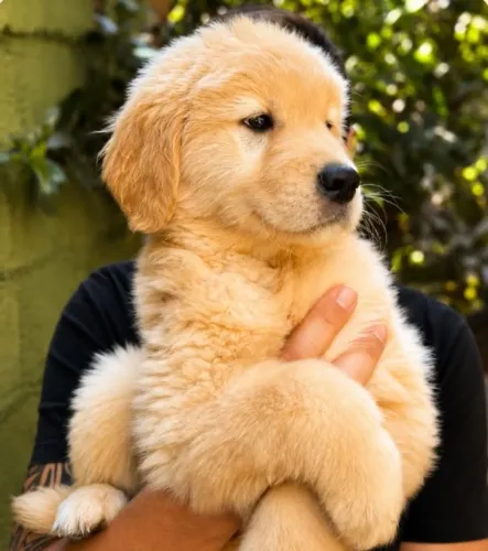 Golden Retriever filhotes - Catanduva