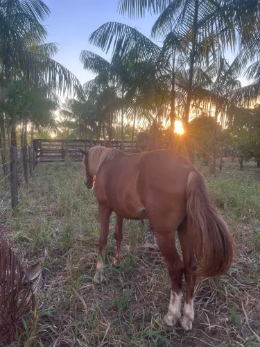 Cavalo 
