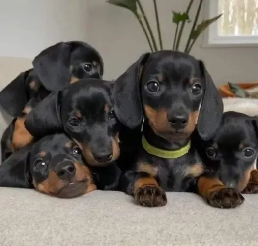 Dachshund Revela Um Jeito Encantador Sempre