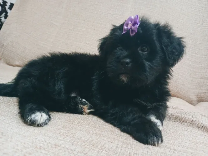 LHASA APSO FILHOTE FÊMEA