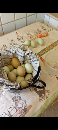 Ovos galados de Ameraucana