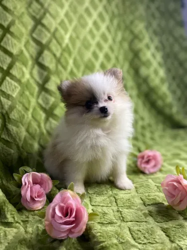 VENDE-se LULU DA POMERÂNIA