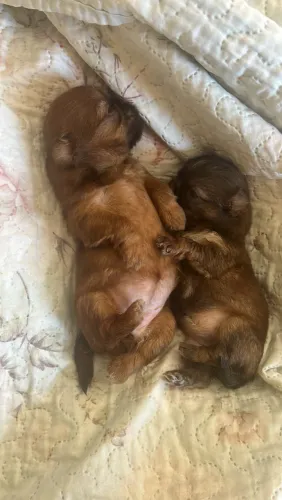 Vendo filhotes de Shitzu chocolate Mini fêmea 1.800 e macho 1.600