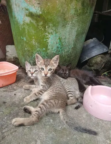 Doação de Gatinhos