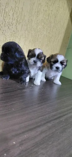 Shih Tzu ( machos ) 1 mes
