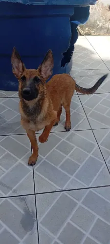 Cachorro