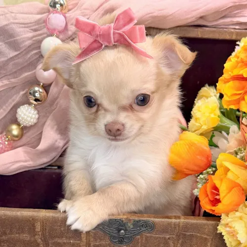 CHIHUAHUA /Filhote Estrutura Perfeita Disponível