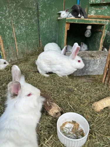 Coelhos